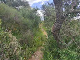 Flora del Cerro Masatrigo